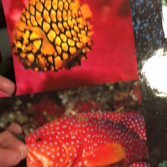 Giant Ocean Creatures Floor Puzzle - 26 Pieces - Interactive Learning - Picture 6 of 9